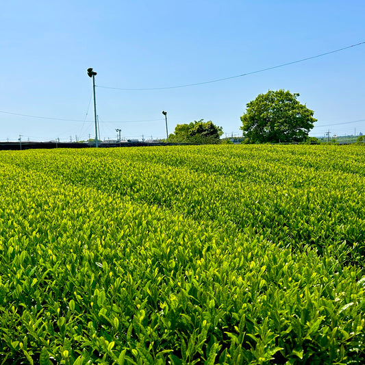 Ceremonial Matcha / 100g